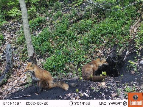 two red foxes facing away from each other, with the hole to the den on the left
