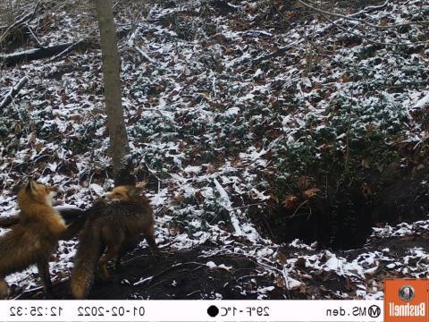 前景里有两只红狐, 一只在用爪子打另一只, 而被打的人露出了牙齿. 地面上有少许雪，洞穴在狐狸的左边. 