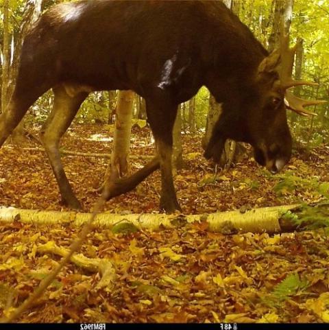 森林里的公驼鹿，用跟踪相机拍摄的