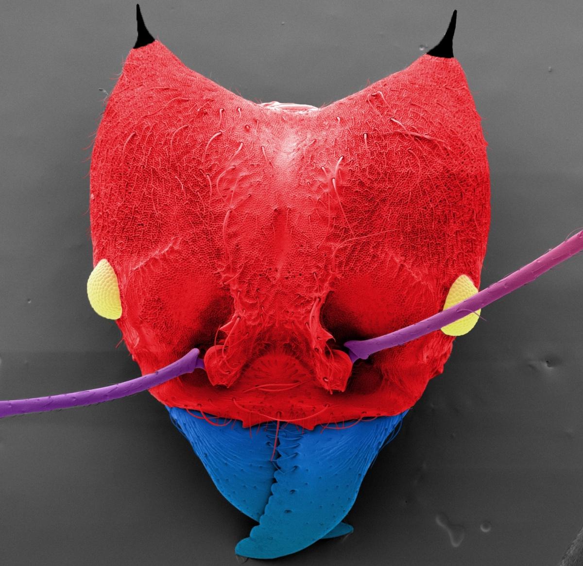 切叶蚁头部的主要研究显微镜图像，颜色为红色和蓝色