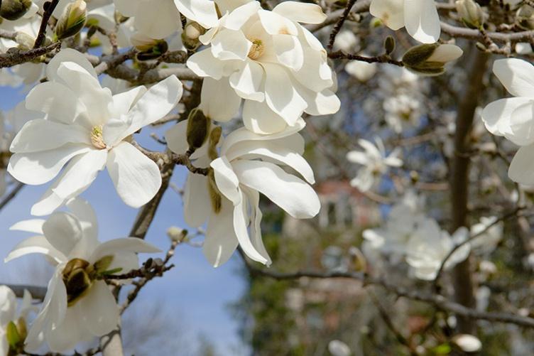 magnolia tree on 主要研究 campus
