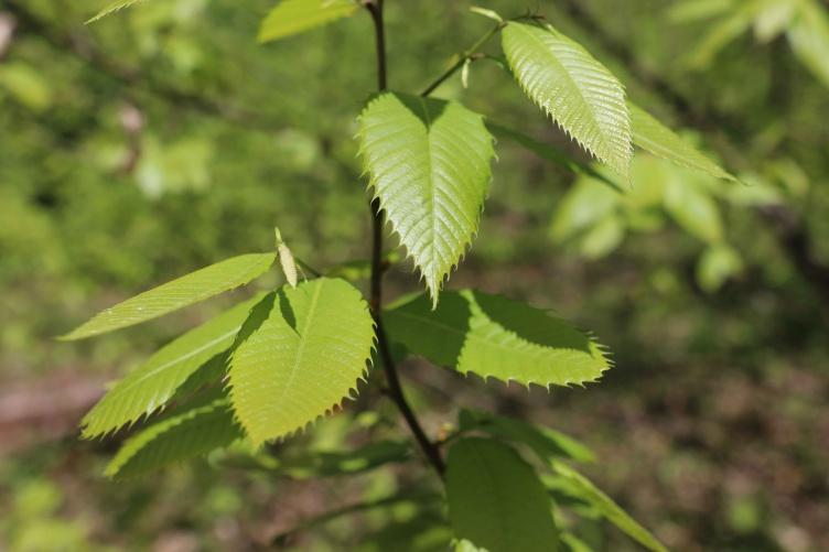 A photo showing the young leaves of a chestnut sapling at the Kingman Research Farm.