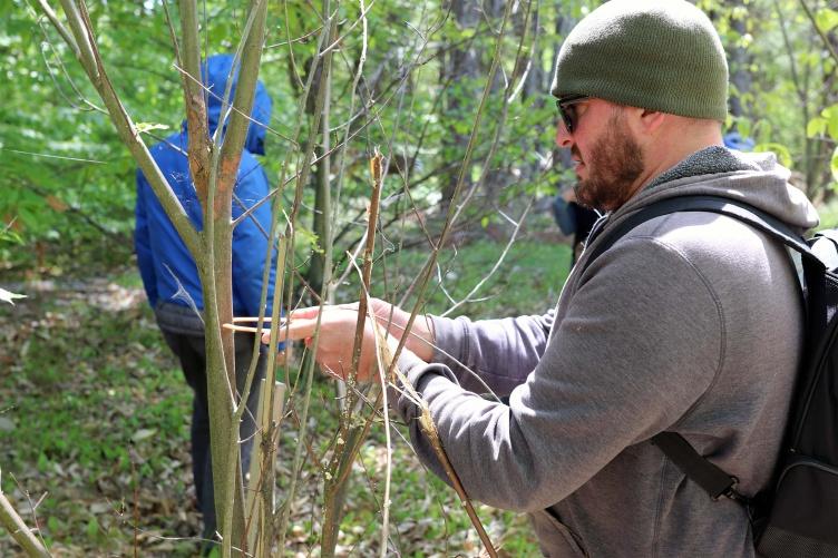 在主要研究的金曼研究农场，一位白人男性正在一棵美洲栗树上使用测量装置.