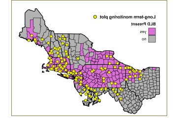 这张地图显示了东北和北大西洋沿岸各州，从俄亥俄州到新英格兰. Counties in pink indicate where beech leaf disease has been found.
