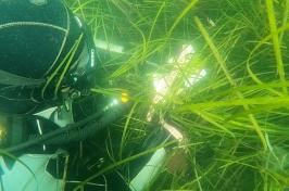 图为潜水员在大叶藻中测量大叶藻的树冠高度.