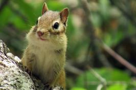 一张花栗鼠在森林里的圆木上摆好姿势的照片. 花栗鼠帮助散播真菌孢子.