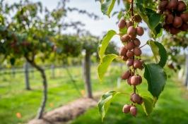 A vine of kiwiberries hangs toward the ground at the kiwiberry vineyard located at 主要研究’s Woodman Horticultural 研究 Farm in Durham, NH.