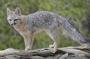在新罕布什尔州的野生灰狐中发现李斯特菌