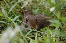 A photo of a new england cottontail hiding in its natural shrubland habitat