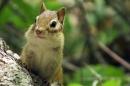一张花栗鼠在森林里的圆木上摆好姿势的照片. Chipmunks help disperse fungal spores.