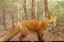 在新罕布什尔州，一只红色的狐狸被相机捕捉到